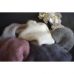 Angora 70