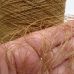Opacum